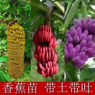 【嫁接水果苗/高产量水果】新品种香蕉苗 紫色香蕉苗 红香蕉苗 皇帝蕉粉蕉芭蕉树苗当年结果