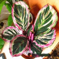 ✲❈【Cod】10Pcs Rare Calathea Seeds Air Freshening Plants Seeds #Sw33