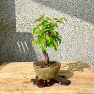 小品盆栽-日本花梨 盆景 送禮