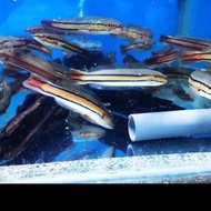 baby ikan gabus toman size 10/15cm