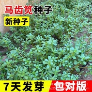 Edible Amaranth Seeds Seeds Amaranth Seeds Amaranth Seeds Vegetables Vegetable Seeds Original Four S