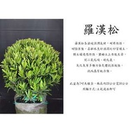 心栽花坊-羅漢松/圓球/7吋植袋/綠化環境/綠籬植物/售價800特價700
