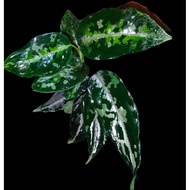 Sindo - Aglaonema Pictum Tricolor Live Plant MAZG20VBHY