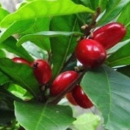 Anak pokok Ajaib/POKOK Ajaib-ZF NURSERY AND LANDSCAPE