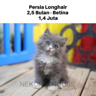 Kucing Persia Longhair Kitten Anak Kucing Betina