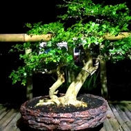 pohon bonsai serut