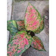 Rare Aglaonema Pink - Chinese Evergreen plant
