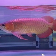 ikan arwana super red 50 cm premium