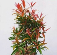 Tanaman Pucuk Merah / Pohon pucuk merah 30cm-40cm