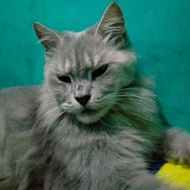 NEW STOCK KUCING PERSIA X MAINE COON BETINA INDUKAN KODE 555