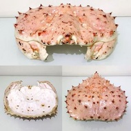 皇帝蟹 蟹殼 裝飾 藝術 手工藝 手作 手工 DIY 創意 擺設 擺件 標本 蟹蓋 帝王蟹 蟹骨骼 蟹 螃蟹 蜘蛛蟹 海洋 生物 模型 保護漆 King crab red crab shell gol