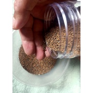 Benih Gargir/ Benih Gargil/Ulam Arab/Arugula Seeds dari Mesir