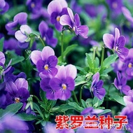 Ready Stock Fast Shipping Violet Seeds Years Indoor Balcony Potted Plants Easy to Live Easy Planting