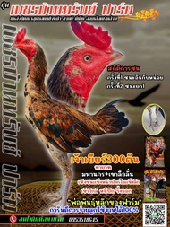 ไข่ไก่ชนพม่าสายเลือดเงินล้านราคาฟอง140บาท​พิเศษซื้อ3แถม1​ซื้อ5แถม2