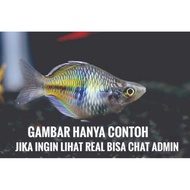 ikan hias rainbow boesemani balon (gambar hanya contoh)