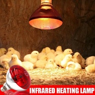 lampu hangat pemanas ruangan kandang anak ayam broiler doc marmut babi 175-200 Watt