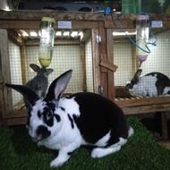 kelinci hias mini rex dewasa proven