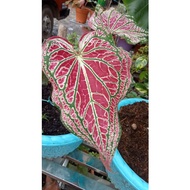 caladium Thai beauty pink keladi pink