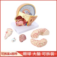 Human Head Anatomy Model Head Anatomy with Brain Model 4 Parts Human Head with Brain Artery Model