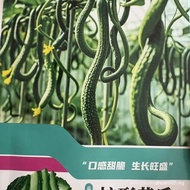 Sg Giant Fruit Snake-Shaped Cucumber Seeds Snake Cucumber Gherkin Juicy Delicious Production Salad F
