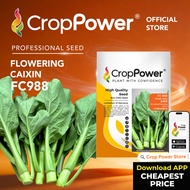 (50 GRAM) Biji Benih Sawi Bunga Great Asia FC988 大中华 CROP POWER F1 HYBRID Flowering Caixin Seeds 菜心花