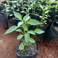 bibit pohon cabe merah besar