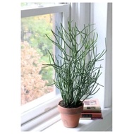 Pencil Cactus, Euphorbia tirucalli, Pokok Patah Tulang,