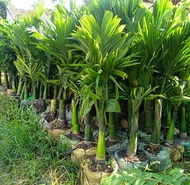 cây giống cau ta cau cao cau ăn trầu size lớn cao 15m-2m