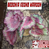 Tanaman Hias Bunga Begonia Rex Keong Maroon Keong Maron Keong Api