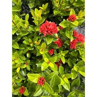Bunga Jarum. Ixora Rose. Bunga Jarum Merah. Ixora RED 🌹 玫瑰龙船花🌹 Pokok Landscape.