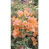 Tanaman hias bunga bougenville varigata kuning ori