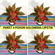 Aglonema lipstik / Paket 4 Aglonema Lipstik