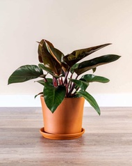 Philodendron Red Congo Tanaman Hias Philodendron Red Congo