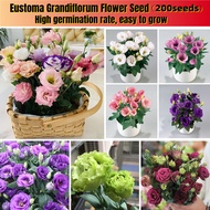 *ขายเมล็ดพันธุ์/ประเทศไทยพร้อมสต็อก* 200 เมล็ด คละได้ Mixed Colors Eustoma Grandiflorum Flower Seeds for Planting เมล็ดดอกไม้ พันธุ์ดอกไม้ เมล็ดบอนสี บอนสี บอนสีหายาก ต้นไม้ประดับ ต้นดอกไม้สวยๆ ของแต่งบ้าน เมล็ดบอนสีสวยๆ  ดอกไม้จริง ต้นไม้ฟอกอากาศ