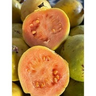 Pink Guava / Pokok Jambu Batu Kampung