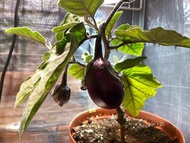 紫色沙拉圓茄🍆種子5顆