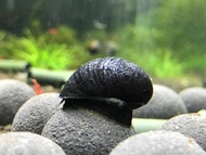 Military Helmet Snail  Nerite Snail [2pcs | 4pcs | 6pcs]