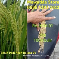 READY Bibit Padi Rajasa 01 5 Kg