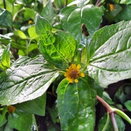 herbal daun jotang / lalapan jotang segar