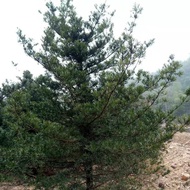 Arhat Pine 10cm Arhat Pine Rough Arhat Pine Natural Crown Arhat Pine Big Tree Farmhouse Direct Suppl