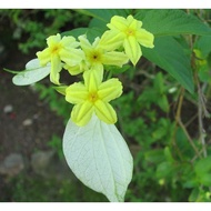 Pseudomussaenda Yellow Mussaenda Flava dwarf real live outdoor plant 非洲玉叶金花 anak pokok bunga janda k