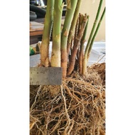 Asparagus crown / pokok hidup (Mary Washington) Spear 4-8mm