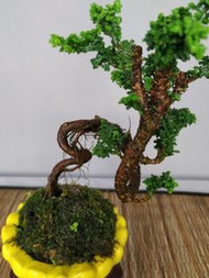 ［~原意盆景藝術~］«日本»~石化檜~露根文人曲幹樹型