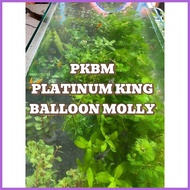▬ ◴ ◸ AQUARIUM PLANTS AND DECOR FOR PKBM(PLATINUM KING BALLOON MOLLY)