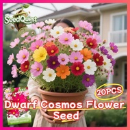 100% Original 20pcs Mixed Dwarf Cosmos Flower Seeds for Planting and Gardening Rare Gesang Cosmos Fl
