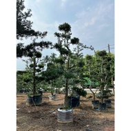 Podocarpus - Pokok Hidup - Bonsai (Podocarpus Macrophyllus)