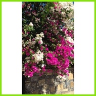 △ ✷ Rare Bougainvillea-Mary Palmer with variation of rooted and cuttings.