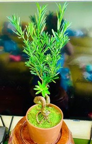 原生小葉雀舌 羅漢松（樹身S型，粗3.5厘米）