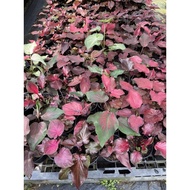 Caladium Thai/Keladi Thai/泰国彩叶芋/ready stock