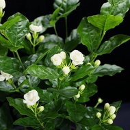 Egrow 100 Pcs/Pack Arabian Jasmine Bonsai Seeds Flower for Home Garden plant